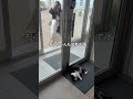会社猫ふくの日常😸玄関先に出れたことに満足してすぐ戻ってきました😁#株式会社日章#会社猫#トラック