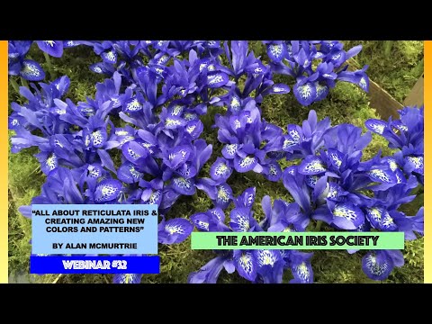 Video: Maklumat Iris Reticulated: Ketahui Tentang Penjagaan Iris Reticulated Di Taman