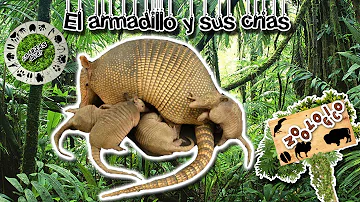 ¿En qué época del año tienen crías los armadillos?