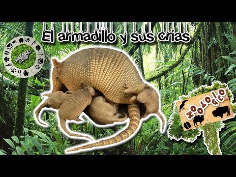 Video: Urogallo negro hembra: descripción y foto. Urogallo negro y urogallo