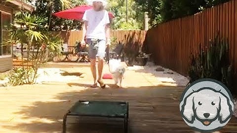 American Eskimo Takes Obedience Training Outdoors