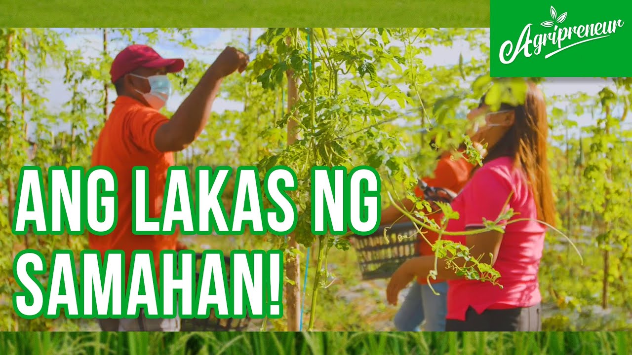 Ang Ayuda at Proyekto ng Bukal Farmers Producers Cooperative YouTube