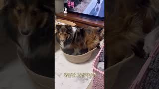 전생에 고양이었던 강아지 #shorts #셔틀랜드쉽독 #스크래쳐