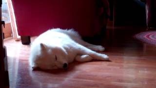 SB & Neato the Robot Vac by SamoyedMoms 1,079 views 10 years ago 9 minutes, 43 seconds