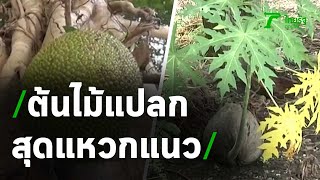 รวมต้นไม้แปลกสุดแหวกแนว | 10-03-64 | ตะลอนข่าว