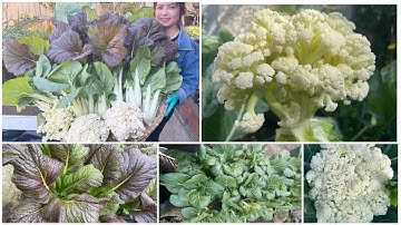 Thu hoạch bông cải trắng, bội thu cải mù tạt, cải thìa trắng sau vườn ở Úc/ Sang La Úc Châu