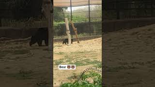 Cute Black Bear Walk In beautiful bear