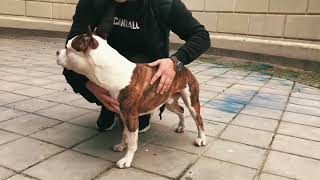 Дрессировка собак #одесса #стаф #видео