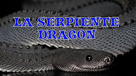 ¿Es venenosa la serpiente dragón?