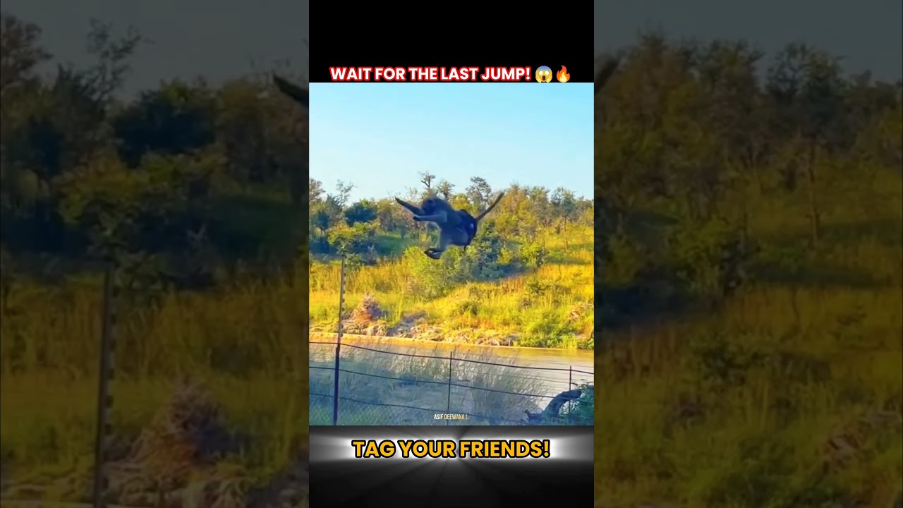 Unbelievable Animal Long Jumps! 😱🐒. Flying Without Wings #shorts. #AnimalJumps #WildLife #viral #new