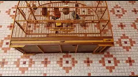 Quanto vale um pássaro sanhaço?