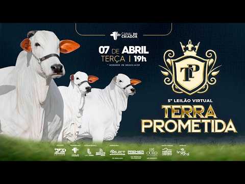 LOTE 04   ZOLIE FIV JMP   MCPJ 5654