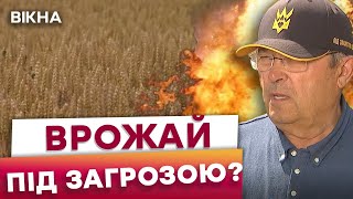 🤯 ДОЩІ, САРАНА, РОСІЙСЬКІ ОБСТРІЛИ! Врожайність МЕНША ніж ТОРІК? Погода ЗАВДАЛА ШКОДИ АГРАРІЯМ?