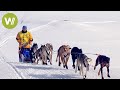Course de chiens de traneau dans les alpes  la grande odysse savoie mont blanc
