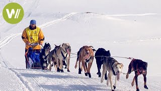 Course de chiens de traîneau dans les Alpes : La Grande Odyssée Savoie Mont Blanc