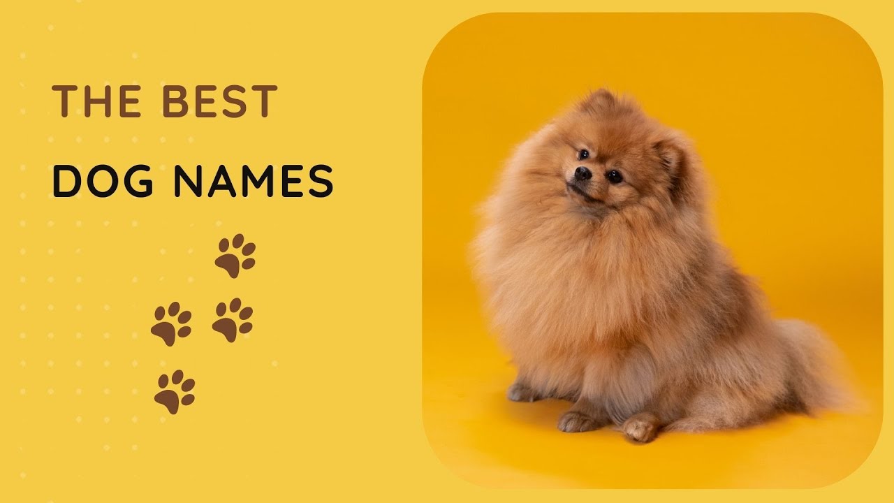 20 Best Dog Names 🐶 Popular & Unique Names for Girl and Boy Dogs - YouTube