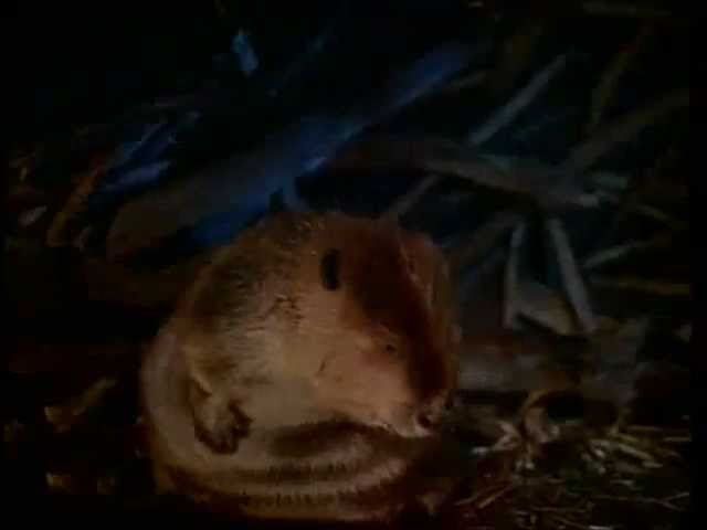 АРХИТЕКТОРЫ В ПРИРОДЕ - БОБРЫ