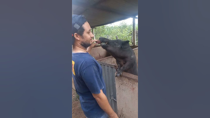 Bricando com o barrão🐖❤#fazenda #sitio #porco #shortsvideo #reprodutor #brincando #interior