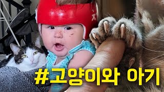 체리 얼굴에 상처는 혹시 고양이가 발톱으로 할퀸건가요?