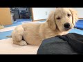 ゴールデンレトリバーの子犬（４ヶ月）との日常　GoldenRetriever NAKI
