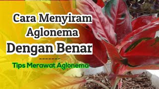 Cara MENYIRAM AGLONEMA dengan benar di waktu yang tepat