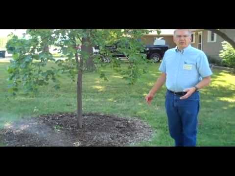 MU Extension Advice: Irrigating trees in a drought
