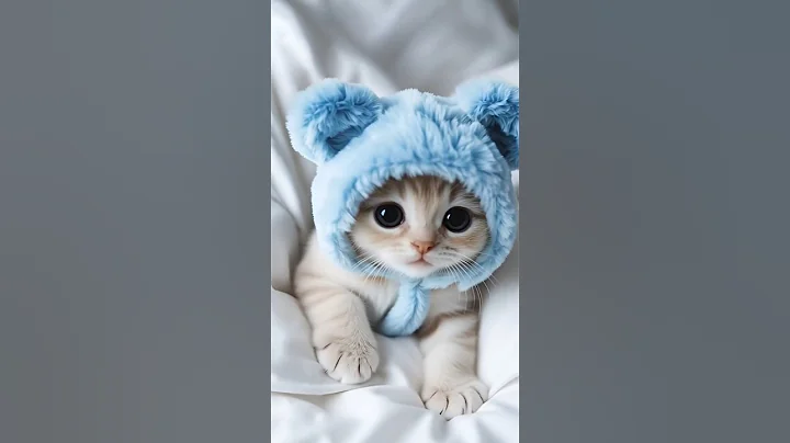 Video 11939281: scottish fold, munchkin kittens love, fluffy kitten, cutekitten, kitten funny, cute cat