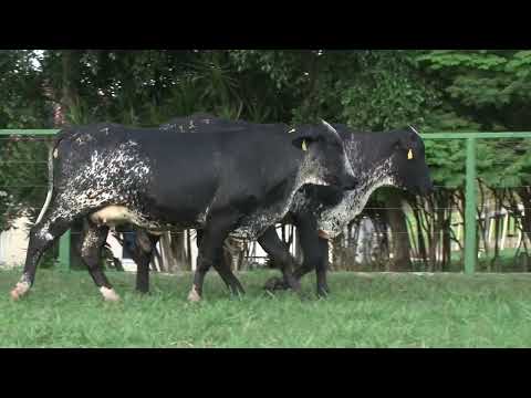 LOTE 117   FAZENDA SANTA LUZIA