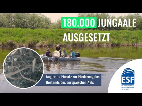 180.000 Aale ausgesetzt - ASV geht als positives Beispiel voran | #Aalbesatz | #ESF