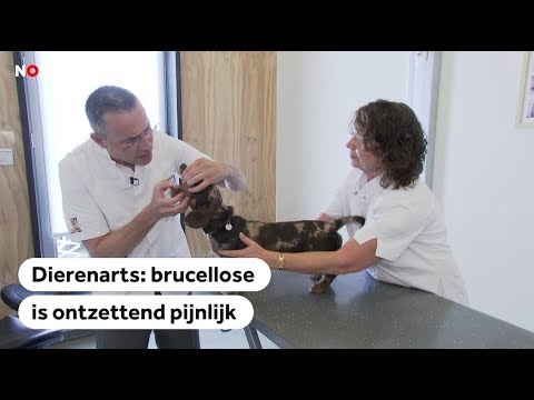 Video: Wat Is Hondenziekte?