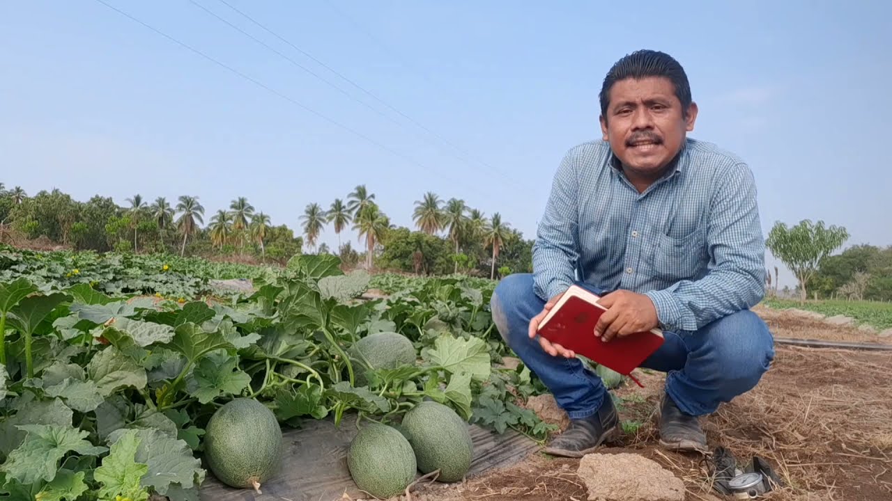 Como Y Cuando Cosechar Sandias En El Huerto || La Huertina De Toni