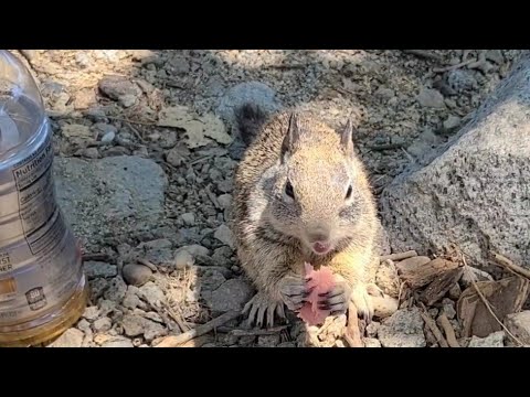 Squirrel fun before a dive. Folsom Lake Ca.