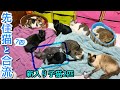 ついに!新入り子猫2匹が、先住猫7匹と合流しました!【9匹全員集合】