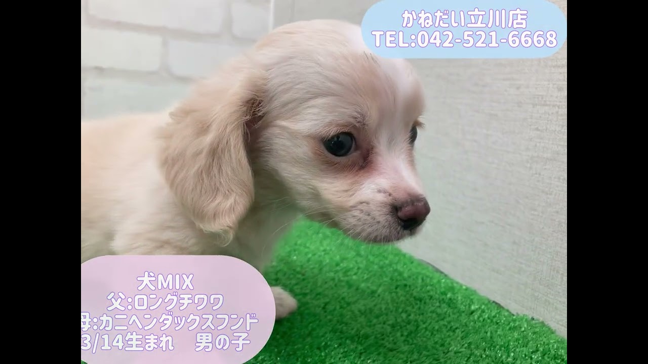 犬MIX(父:ロングチワワ×母:カニヘン•ダックスフンド) 2026/3/14生まれ