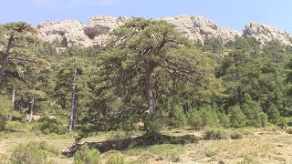 Sierra de Cazorla. Ruta al Pico Cabañas. Geología. Pico Cabañas. Flora. Pino Laricio o Salgareño.