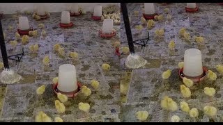 This Video is about Tips How much space to give to your Broiler birds for best Poultry farming like broiler farm, layer farm & all about 