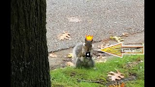 How squirrels prepare for winter??? 4K Video!