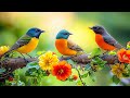 أغاني طيور الصباح المذهلة بدقة 4K المشهد الصوتي الطبيعي الأمثل للنوم والتركيز والاسترخاء أغاني طيور الصباح المذهلة بدقة 4K المشهد الصوتي الطبيعي الأمثل للنوم والتركيز والاسترخاء