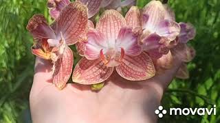 Орхидея Ровелло 🦋🦋🦋пелорик(бантик)в ДОМАШНЕМ ЦВЕТЕНИИ🧚‍♀️