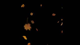 Black screen particle effect template |Free black screen effect |Chinar petels effect |Leaves effect