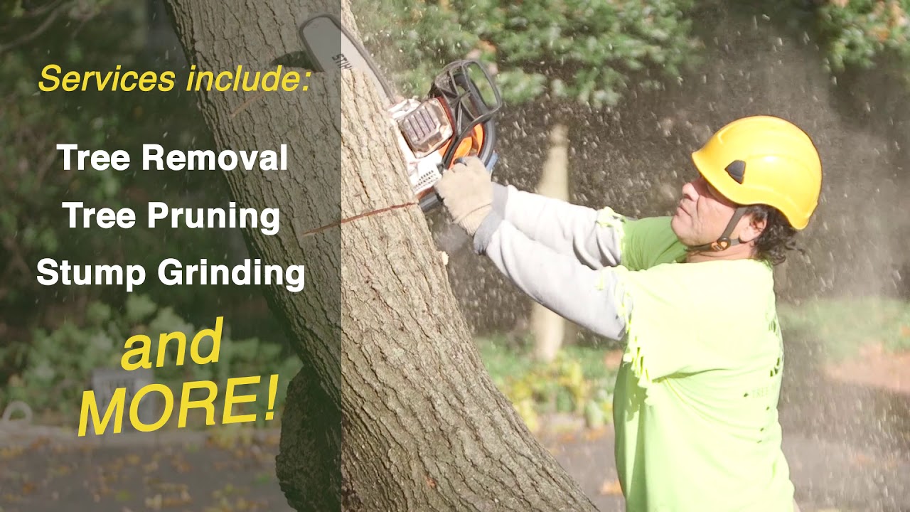 Executive Tree Care v2 - YouTube