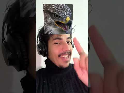 فلتر اي حيوان بشبه 