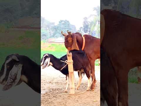 Goats are enjoying a beautiful moment। cattle farm  #sort #short #shorts #shortvideo nov17 ep2q