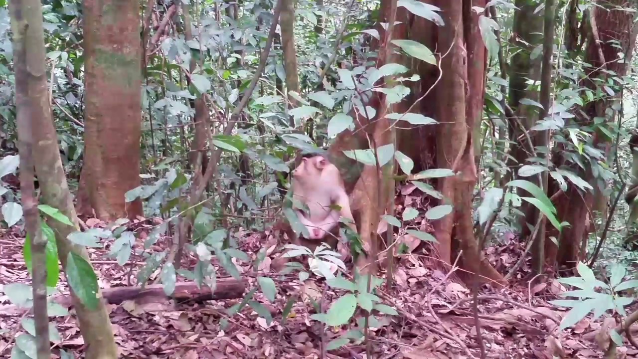 camera iphone 8 plus apk Pig Tailed Macaque Monkey Eating a Watermelon in Gunung Leuser Jungle, Sumatra, Indonesia