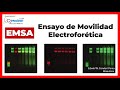  fundamento de emsa ensayo de movilidad electrofortica 