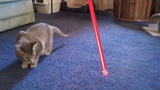 Cat Loves Chasing Laser Pointer