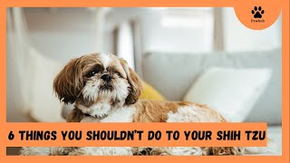 6 Things You Should Never Do to Your Shih Tzu Dog( #6 will surprise you ). by PawHub 68 views 1 year ago 6 minutes, 8 seconds