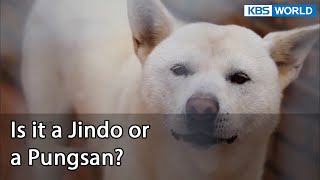 Is it a Jindo or a Pungsan? (Dogs are incredible EP.122-1) | KBS WORLD TV 220517