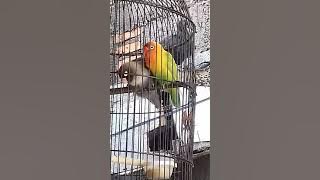 congorna tetangga itu lebih sakit dari pada corona 😆