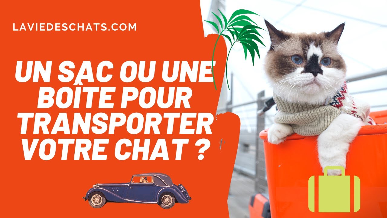 Pour Votre Chat En Avion Ou Train Un Sac Ou Une Boite De Transport Youtube